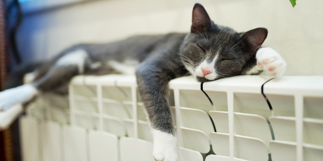 Cat Lying on a Radiator